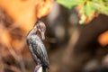 Indian cormorant perched on a pole