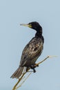 Indian Cormorant Royalty Free Stock Photo