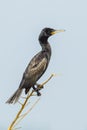 Indian Cormorant Royalty Free Stock Photo