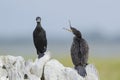 Indian cormorant in Pottuvil, Sri Lanka