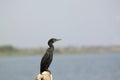 Indian Cormorant resting on rock at erai dam