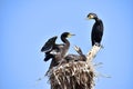 Indian cormorant or Indian shag, Phalacrocorax fuscicollis, Hyderabad, Telanagana, India