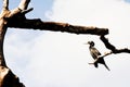 Indian Cormorant, Lunawa lagoon, Sri Lanka.