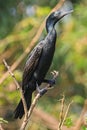 Indian cormorant wild