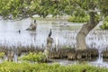 Indian cormorants at Kalpitiya Lagoon, Sri Lanka