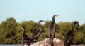 Indian cormorants ( Phalacrocorax fuscicollis) Royalty Free Stock Photo