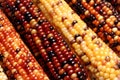 Indian Corn Royalty Free Stock Photo