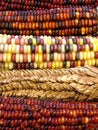 Indian corn