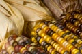 Indian Corn Royalty Free Stock Photo