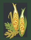 Indian Corn