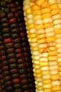 Indian corn background Royalty Free Stock Photo