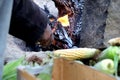 Indian Corn bhutta being cooked on burning wood