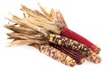 Indian corn bunch Royalty Free Stock Photo
