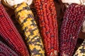 Indian corn colorful for decoration Royalty Free Stock Photo