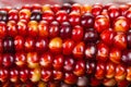 Indian corn colorful for decoration Royalty Free Stock Photo