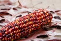 Indian corn colorful for decoration Royalty Free Stock Photo