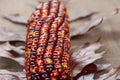 Indian corn colorful for decoration Royalty Free Stock Photo