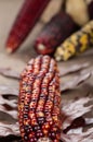Indian corn colorful for decoration Royalty Free Stock Photo