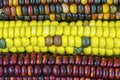 Indian corn colorful maize cob food display