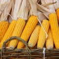 Indian corn : corncobs in a basket - Stock Photos Royalty Free Stock Photo