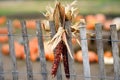 Indian corn on fence of pumpkin fair at autumn Royalty Free Stock Photo