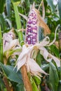 Indian Corn Field. Royalty Free Stock Photo