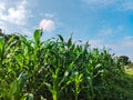 Corn field Indian farm agriculture. Unripe green corns plants