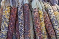 Indian Corn or Flint Corn Used for Thanksgiving Decorations