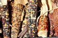 Indian Corn, Flint Corn, Zea mays var. indurata