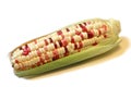 Indian corn Royalty Free Stock Photo