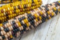 Indian corn husks and kernals. Colorful vegetable, macro close up of kernels