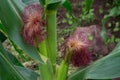 Indian corn, maize ear or corn farm part 3 Royalty Free Stock Photo