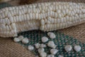 Indian corn, maize ear or corn farm part 24