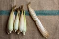 Indian corn, maize ear or corn farm part 9 Royalty Free Stock Photo