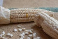 Indian corn, maize ear or corn farm part 20 Royalty Free Stock Photo