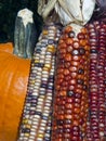 Indian Corn and Pumpkin Royalty Free Stock Photo