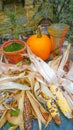 Indian Corn and Pumpkin Display Royalty Free Stock Photo