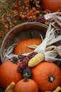 Indian Corn, Pumpkin Fall Display Royalty Free Stock Photo