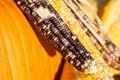 Indian corn three ears in front of pumpkin background close up Royalty Free Stock Photo