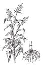 Indian Corn vintage illustration