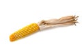 Indian corn on a white background Royalty Free Stock Photo