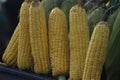 Indian Corns in the box Royalty Free Stock Photo
