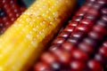 indian corns Royalty Free Stock Photo