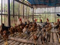 Indian Country Chicken Farm Stock Photo Royalty Free Stock Photo