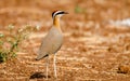 Indian courser bird Royalty Free Stock Photo