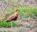 Indian Courser bird Royalty Free Stock Photo