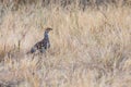 Indian courser in a grass field Royalty Free Stock Photo