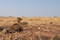 Indian courser Royalty Free Stock Photo
