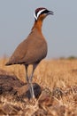 Indian courser Royalty Free Stock Photo