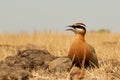 Indian courser Royalty Free Stock Photo